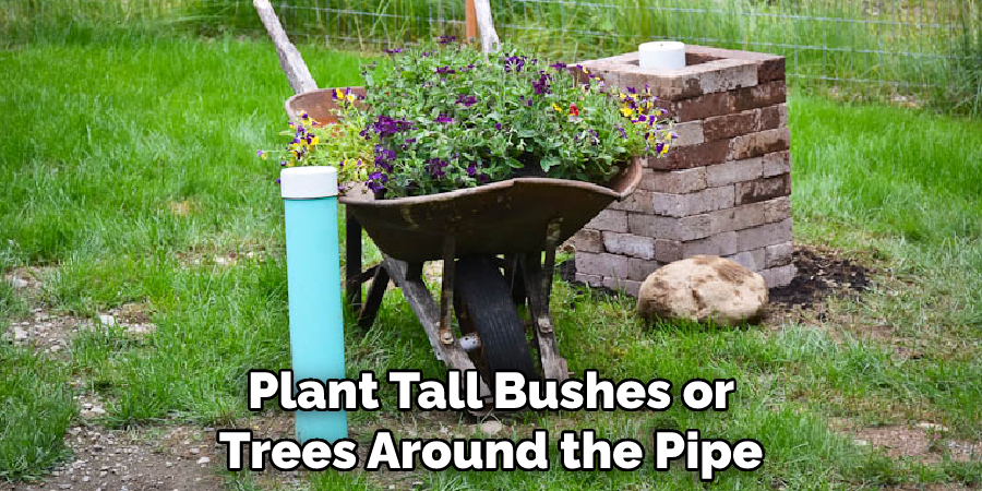 Plant Tall Bushes or Trees Around the Pipe