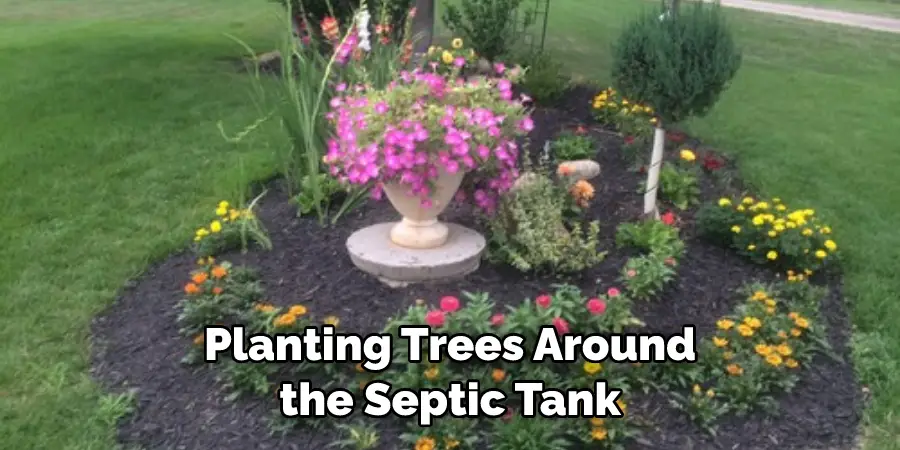 Planting Trees Around the Septic Tank