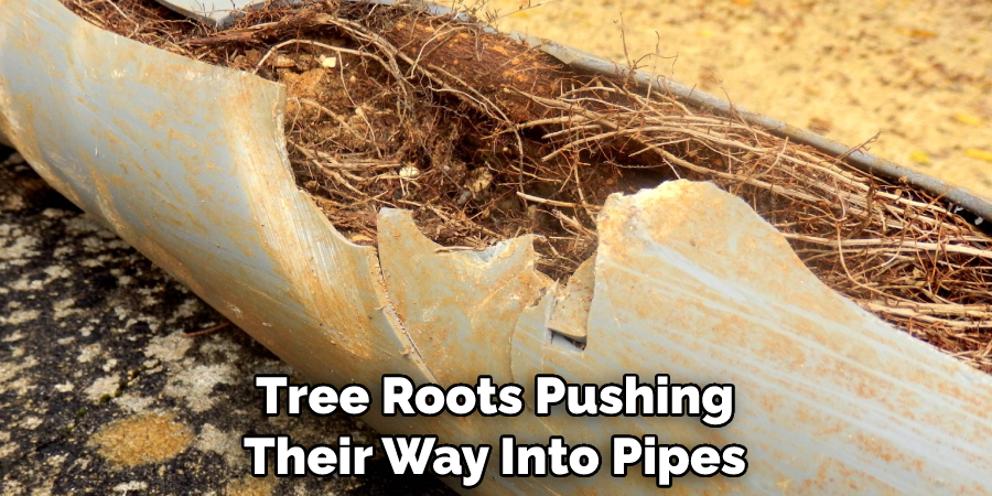 Tree Roots Pushing Their Way Into Pipes