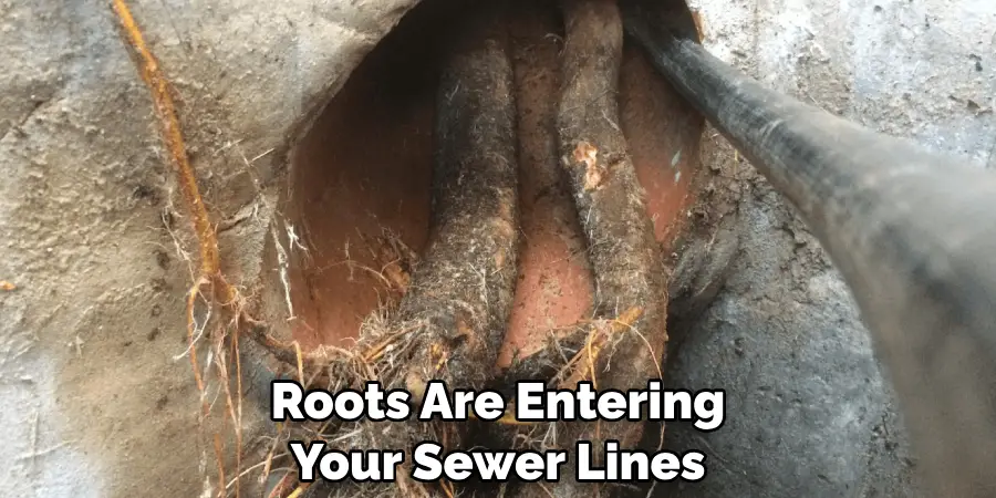 Roots Are Entering Your Sewer Lines