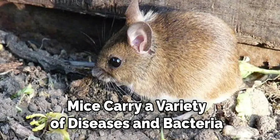 Mice Carry a Variety of Diseases and Bacteria