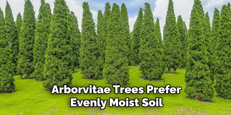  Arborvitae Trees Prefer Evenly Moist Soil