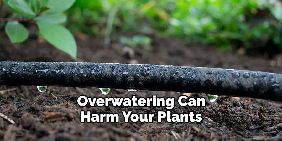 Overwatering Can Harm Your Plants