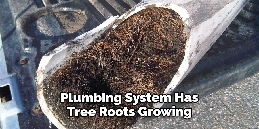 Plumbing System Has Tree Roots Growing