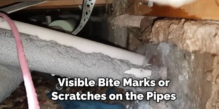 Visible Bite Marks or Scratches on the Pipes