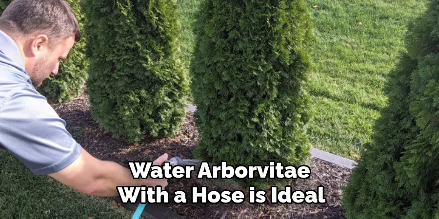 Water Arborvitae With a Hose is Ideal