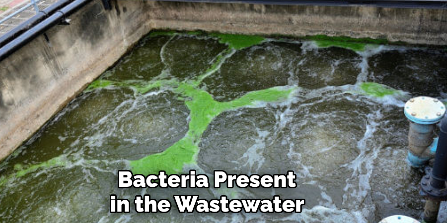 Bacteria Present in the Wastewater
