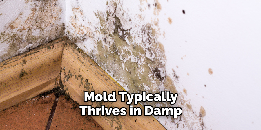 Mold Typically Thrives in Damp