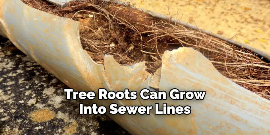 Tree Roots Can Grow Into Sewer Lines