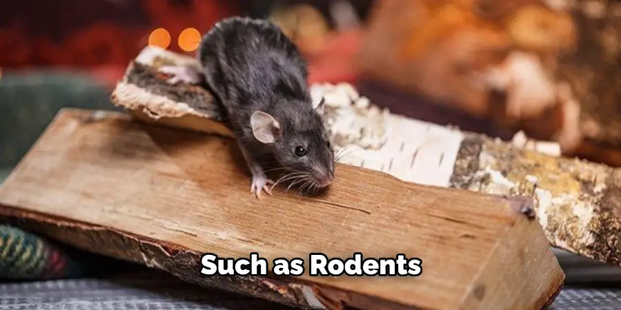Such as Rodents