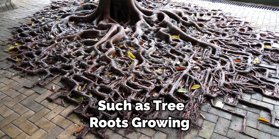 Such as Tree Roots Growing
