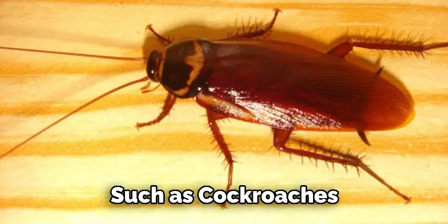 Such as Cockroaches 