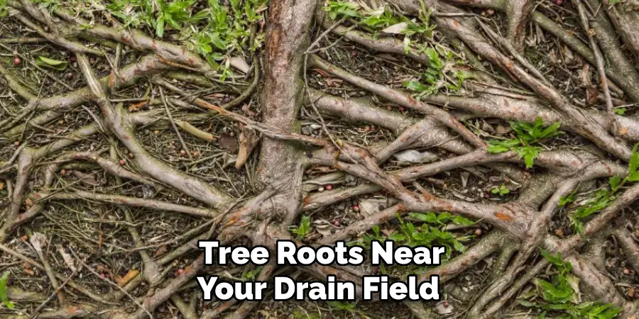 Tree Roots Near Your Drain Field 