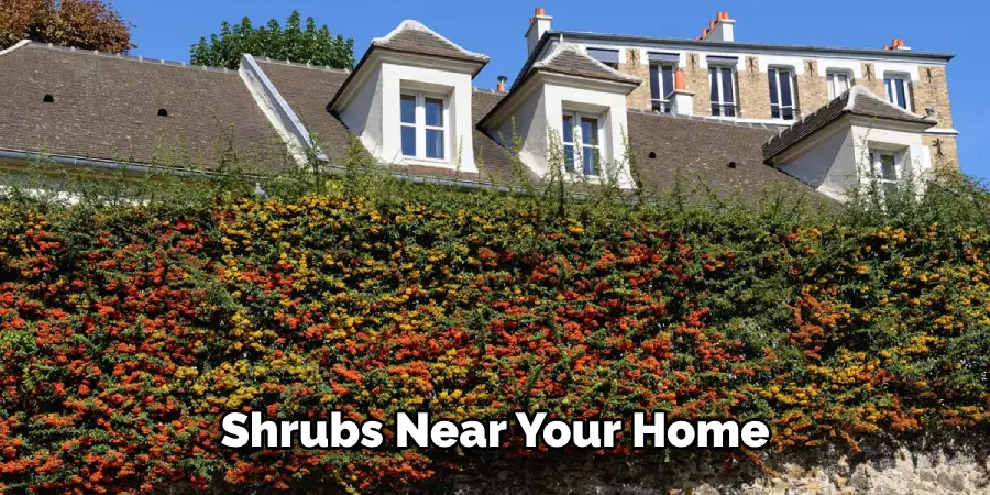Shrubs Near Your Home