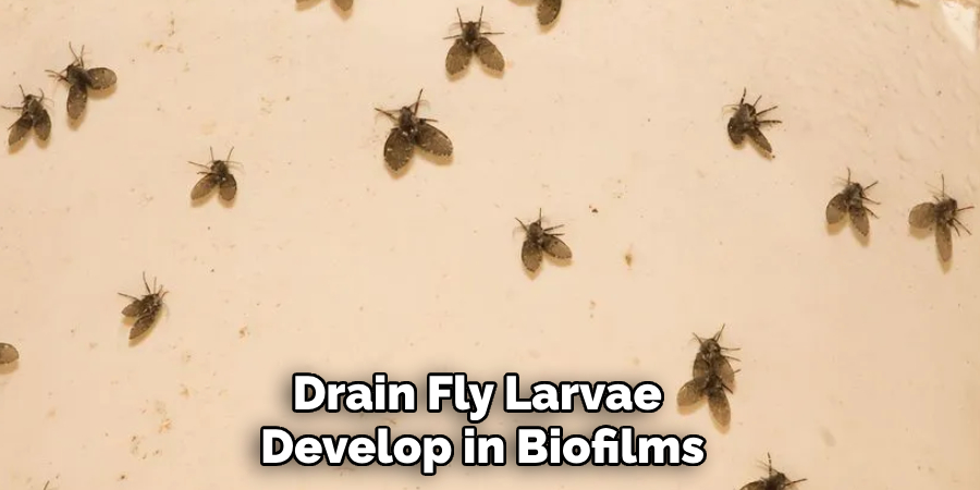 Drain Fly Larvae 
Develop in Biofilms