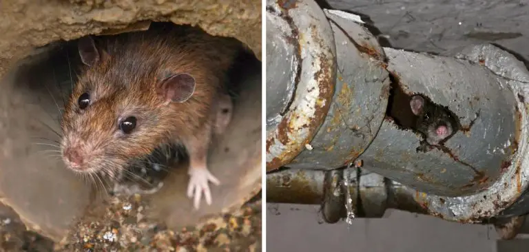 Do you constantly hear scurrying sounds coming from your pipes and drains? Are you worried about what could be lurking in the hidden depths of your plumbing fixtures? If yes, then chances are that rats have found their way into your home’s drainage system! Controlling rat infestations is essential to keep them out of sight and maintain a healthy environment. Fortunately, with some simple strategies and preventive measures, it's possible to successfully deter rats from invading your drains. Rats are known carriers of various diseases and can cause significant damage to your home's plumbing system, insulation, electrical wiring, and even furniture. Not to mention the foul odor they leave behind! In this blog post, we discuss various ways how to keep rats out of drains so that you can rest easy knowing that both yourself and your drainage systems are safe! What Will You Need? Wire mesh or metal screens Sealant Scissors/cutter Baking soda Peppermint oil Once you have all your supplies, it's time to get started! 10 Easy Steps on How to Keep Rats Out of Drains: Step 1: Identify Entry Points The first thing you need to do is identify where the rats are entering your drainage system. You can do this by inspecting your home for any holes or gaps in the pipes. Rats can squeeze through holes as small as a quarter, so it's essential not to overlook even the minor potential entry points. Look for signs of rat activity, such as droppings, gnaw marks, or rub marks left by the oil in their fur. Step 2: Seal Off Entry Points Once you've identified all potential entry points, it's time to seal them off. This can be done using a wire mesh or metal screens, which are too harsh for rats to gnaw through. Cut the mesh to the appropriate size for each hole or gap, then secure it in place using a strong sealant. Ensure that the mesh is firmly attached and there are no gaps along the edges where a rat could potentially squeeze through. This step is crucial; proper sealing can prevent new rats from entering your drainage system. Step 3: Regular Cleaning Regular cleaning of your drain system is essential in discouraging rat activity. A build-up of food particles, grease, or other waste materials can attract rats. Mix baking soda and vinegar to break down debris and flush it out with hot water. This cleaning process will keep rats at bay and ensure that your drains remain unclogged and odor-free. Make sure to clean the drains regularly, at least once a month, to maintain a rat-free environment. Step 4: Use Natural Repellents In addition to sealing off entry points and maintaining cleanliness, it's also helpful to employ natural solutions that deter rats. One such solution is peppermint oil, which rats find overwhelmingly solid and unpleasant. Soak cotton balls in peppermint oil near any suspected entry points. You could also pour a few drops of the oil directly into the drains. Be sure to replace the cotton balls or reapply the oil every few days for the best results. This step further ensures that your drains remain unappealing to rats and your home stays free of these pesky invaders. Step 5: Install Rat Flaps in Drains Rat flaps, or non-return valves, are a great preventive measure against drain rats. These devices are fitted into your drain pipes, allowing water and waste to flow out while preventing rats from entering. Installation should follow the manufacturer's instructions or be carried out by a professional. The flap will prevent rats from gaining access to your home while not inhibiting the drainage function of your pipes. Installing rat flaps is a more permanent solution and is highly recommended for homes with recurrent rat problems. Step 6: Seek Professional Help If your DIY efforts don't yield results, it may be time to seek professional help. Pest control experts have the knowledge and tools to deal with rat infestations effectively. They can thoroughly inspect your home, identify hidden entry points, and implement effective strategies to eliminate the rat problem. They can also provide advice on how to prevent future infestations. Act swiftly is essential, as delaying can lead to further damage and potential health risks. Remember, the aim is to eliminate the existing rats and prevent new ones from entering your drainage system. Step 7: Regular Inspections Regular inspections of your drainage system is a proactive way to ward off potential rat infestations. Pay close attention to any signs of rats, such as gnaw marks, droppings, or a foul smell. Regular inspections can help you catch any rat activity early on, allowing you to take immediate measures to control the situation. Remember that rats breed quickly, so early detection and prevention are key to keeping your drainage system rat-free. Step 8: Avoid Feeding Them Another critical step in keeping rats out of your drains is making sure you are not inadvertently providing them with a food source. Rats are attracted to food scraps and waste, so seal your garbage cans tightly. Also, avoid pouring food particles or grease down the drain, as these can attract rats. Be mindful of compost heaps; don't leave pet food out overnight. Eliminating these food sources reduces the likelihood of rats being attracted to your home and drains. Step 9: Use Rat Traps Rat traps can be an effective way to control a rat problem in your drains. These traps can be purchased at most home improvement stores and come in various types, from traditional snap traps to more humane catch-and-release models. Bait the traps with food such as peanut butter or bacon and place them near the entrance of your drains. Check the traps daily and dispose of any caught rats properly. If you choose this method, remember to use gloves and handle the traps carefully to avoid any potential diseases that rats carry. Step 10: Keep Your Yard Clean The cleanliness of your yard can also influence the likelihood of a rat infestation. Overgrown vegetation, piled-up garbage, or leftover pet food can all attract rats. Keep your yard clean and well-maintained to minimize the chances of rats making a home near your drains. Regularly trim shrubs, remove garbage, and clean up pet food or other potential food sources. Remember, prevention is always better than cure for rat infestations. By following these steps, you can effectively keep rats out of your drains and ensure the safety and cleanliness of your home. As always, if you have a severe infestation, it is recommended to seek professional help. 5 Additional Tips and Tricks: Seal Up Your Building: Rats can squeeze through holes as small as a quarter. Seal all cracks and gaps in your home's foundation, walls, and windows. Use Rat-Proof Garbage Cans: Rats are master scavengers. Using rat-proof garbage cans can help deter these pests from being attracted to your property. Prune Overhanging Trees: Rats are agile climbers. Pruning any tree limbs that overhang your home can prevent rats from accessing your roof and drains. Keep a Cat or Dog: Pets like cats and dogs can be natural deterrents to rats. Their presence and scent can often keep rats at bay. Install a Drain Guard: Drain guards are another effective measure for preventing rats from entering your drainage system. These devices are easy to install and can be removed for cleaning when necessary. They create a physical barrier that rats cannot pass through, giving you peace of mind. By following these additional tips and tricks, you can have further protection against rats in your drains, making your home safer and cleaner. 5 Things You Should Avoid: Leaving Food Out: Avoid leaving food out in the open, as it can attract rats who are scavengers by nature. This includes pet food, empty garbage bins, and even compost heaps. Ignoring Signs of Infestation: If you see signs like droppings, gnaw marks or hear scurrying sounds, do not ignore them. These are clear indicators of a rat infestation that needs to be dealt with promptly. Delaying Professional Help: Trying DIY solutions is fine, but if the problem persists, seek professional help immediately. The longer you wait, the worse the infestation can become. Neglecting Regular Inspection: Pay attention to regular inspections of your home, especially the drainage system. Keeping an eye out for early signs can help nip the problem in the bud. Maintaining Cluttered Spaces: Whether it's your yard, basement, or garage, keeping spaces cluttered can provide perfect hiding spots for rats. Avoid this by keeping your home and surroundings clean and well-organized. By avoiding these things, you can minimize the risk of rat infestations and keep your home and drainage system rat-free. Conclusion: Ultimately, the best way to keep rats out of your drains is to monitor the surrounding areas. Daily inspection and routine cleaning can go a long way in ensuring they remain rodent-free. In addition, make sure to caulk any potential entryways as soon as possible; open windows, holes in the walls, and gaps in sealant should all be eliminated as quickly. If existing means of prevention aren't providing enough protection, then it might be time to enlist the help of a professional exterminator or plumber. Rats can cause severe damage if left unchecked, and it is essential that effective measures are taken immediately. By following these easy tips on how to keep rats out of drains and acting fast, you can keep those pesky rodents away from your drains for good!