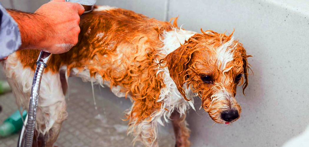 How to Bathe Dog in Tub Without Clogging Drain